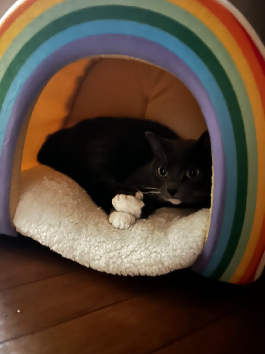 viktree's tweet image. Hi guys my cat in rainbow home