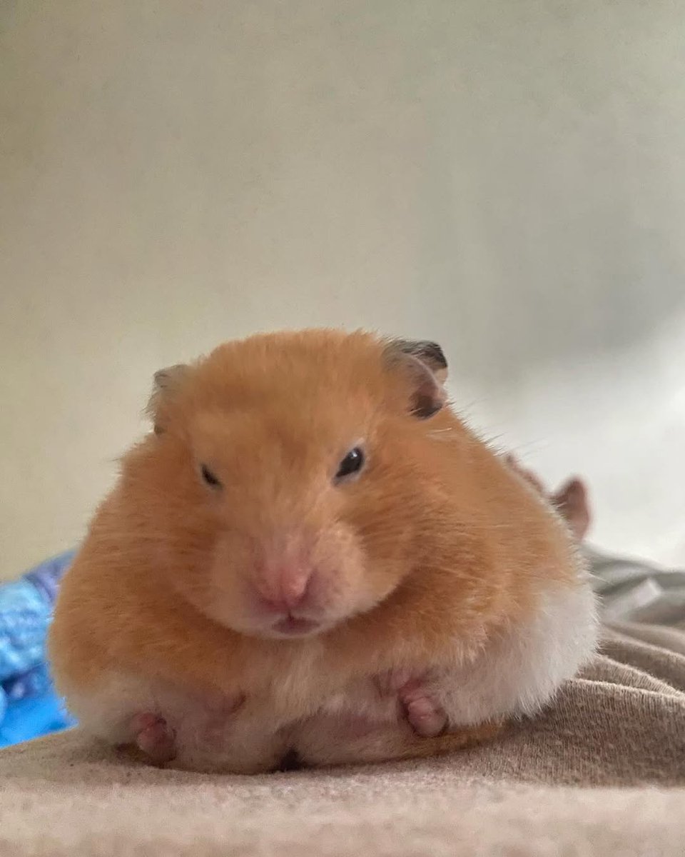 TweetsOfHamster's tweet photo. https://t.co/gkE2HI7iLR