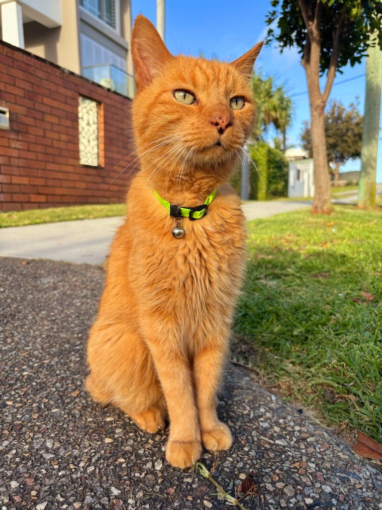 My #rescuecat is a bit of a poser 🤣🤣