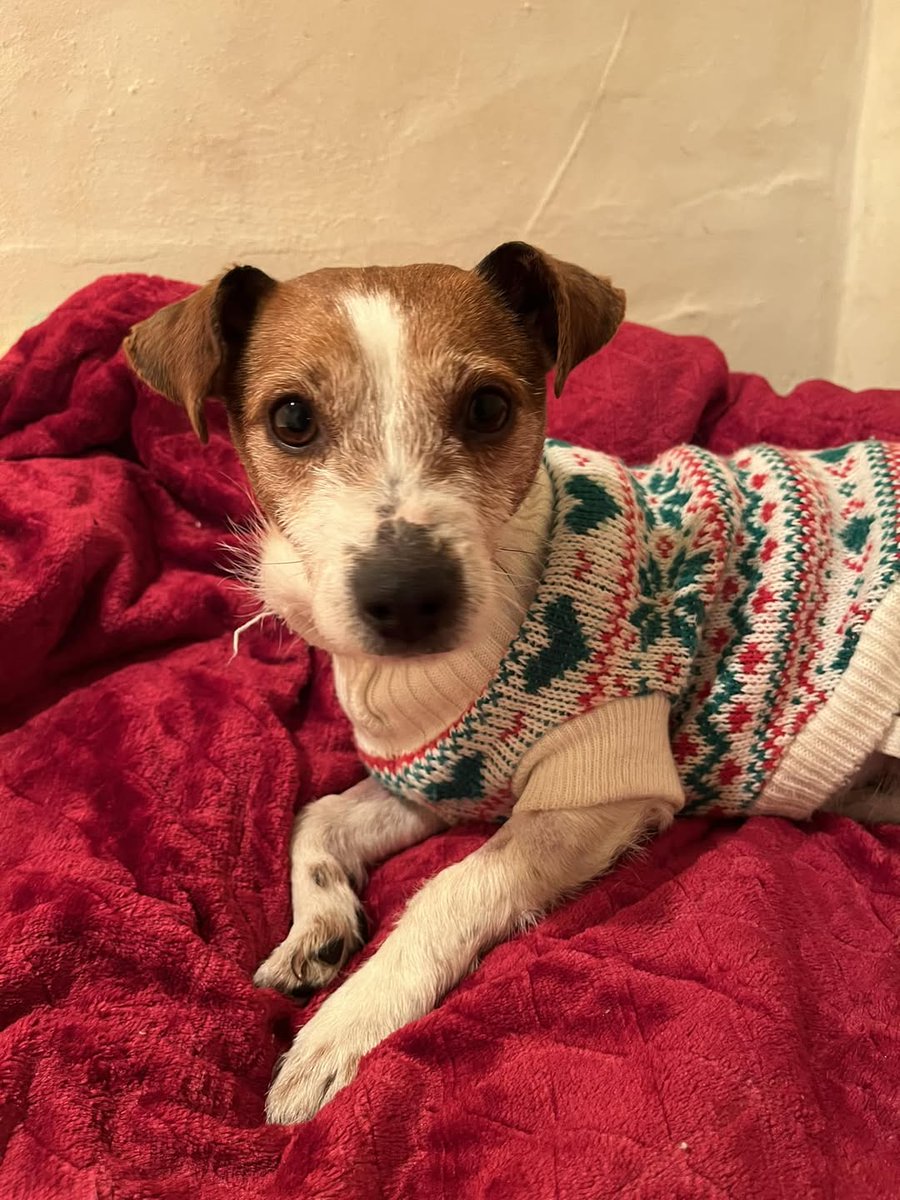 Please share to help find the owner of this stray dog found #ALLENSMORE  #HEREFORD #HEREFORDSHIRE #UK 
She could be missing or stolen from another area, please share widely to help her get home. 
Does anyone recognise this little dog?
Found in the Allensmore area of Herefordshire