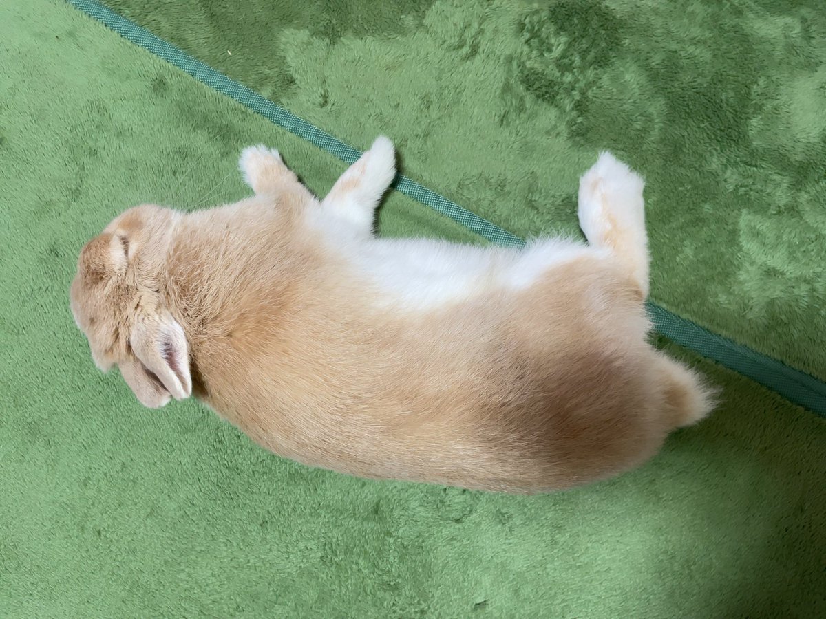 rabbit_ki_ki's tweet photo. 今週もお疲れ様でした✨
ききはごろんしてるよ🐰💤

#きききききんようび https://t.co/fVa6M0Uagv