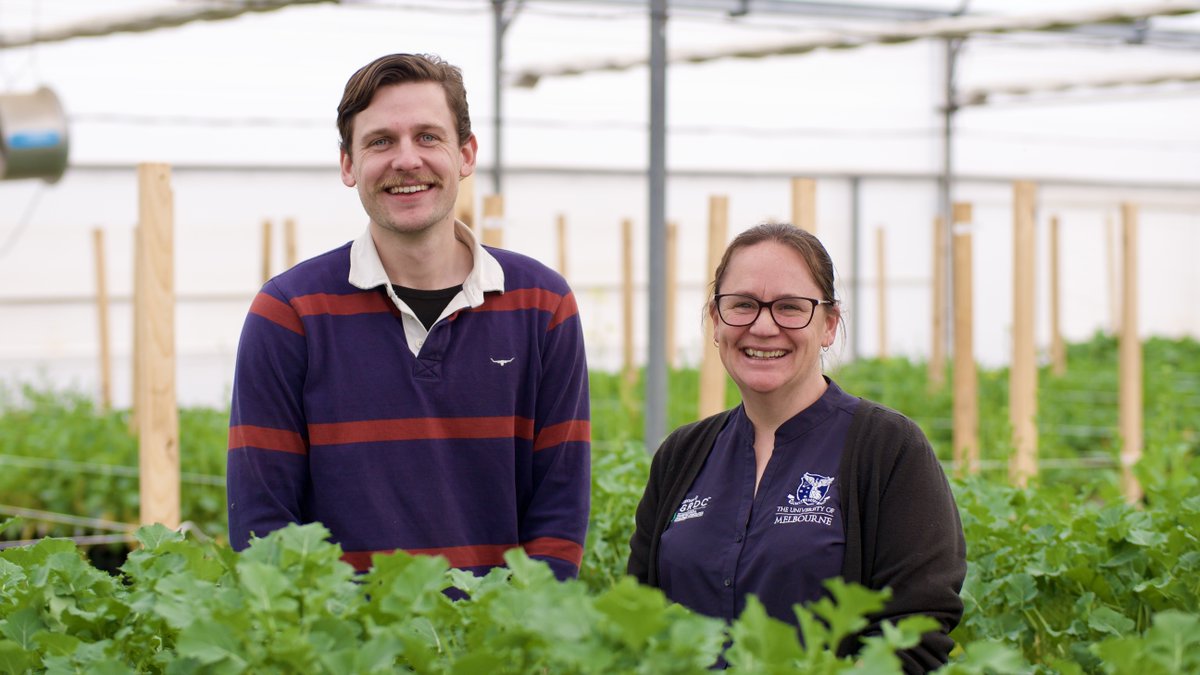 theGRDC's tweet image. 🌟SDHI fungicide resistance detected in the #blackleg fungus, South Australia🌟

No field failure has been reported, but #canola growers should take steps to reduce #FungicideResistance developing:

✔️ Use a range of strategies to manage canola to minimise disease pressure 
✔️…