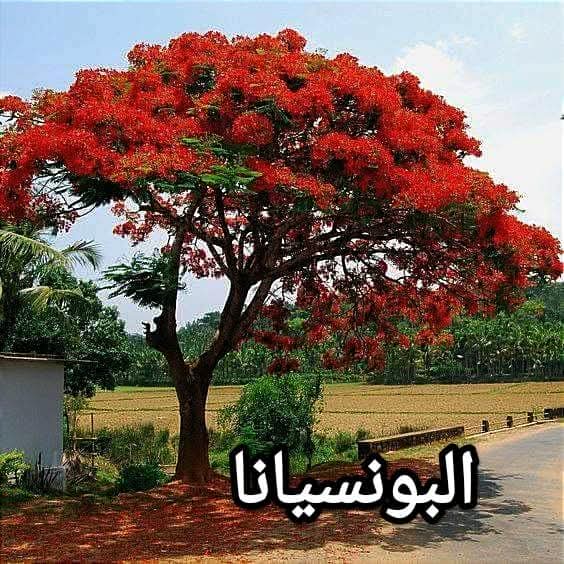 🌲الاستشاري والباحث االزراعي م. ابراهيم 🌴🌺🇪🇬 tweet media