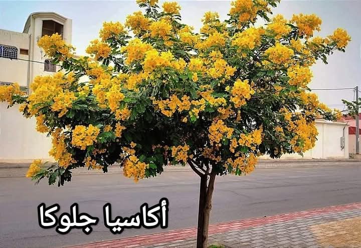 🌲الاستشاري والباحث االزراعي م. ابراهيم 🌴🌺🇪🇬 tweet media