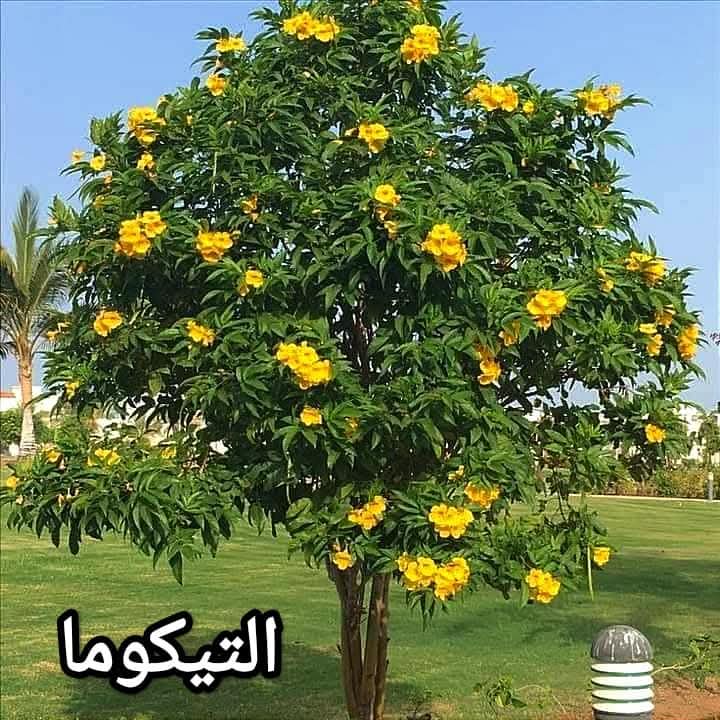 🌲الاستشاري والباحث االزراعي م. ابراهيم 🌴🌺🇪🇬 tweet media