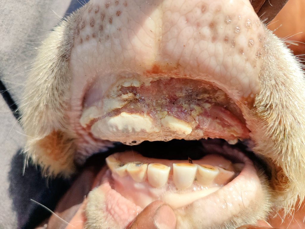 __Alardi's tweet photo. In Kenya, recurring droughts have weakened livestock immunity, leading to a rise in FMD, LSD, and CBPP. Vaccination is the solution.
#VaccinationFacts 
CS Andrew Karanja https://t.co/MWQI5rBNBL
