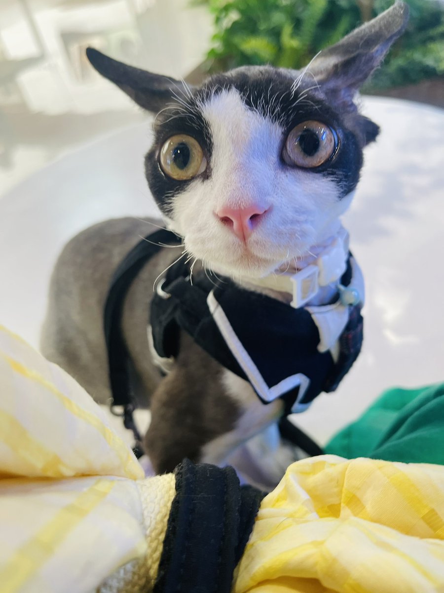 YummyLFG's tweet photo. Staring👁️

#cat #CryptoArt https://t.co/uH7a0QMtZ9