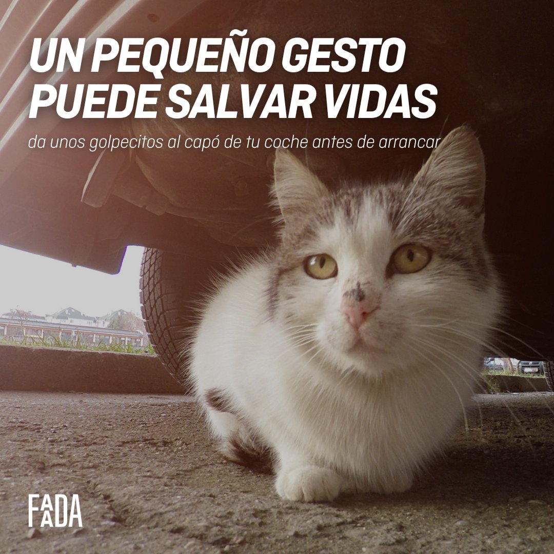 FAADAorg's tweet photo. #IMPORTANTE
❄️🐈 Con la llegada del frío es habitual que los
animales callejeros, sobre todo gatos, se refugien en
coches atraídos por el calor que desprenden
después de haber sido utilizados.
Por eso, es conveniente dar un par de golpes en el capó antes de arrancar.
COMPARTE🙏 https://t.co/TiGkDlSWsW