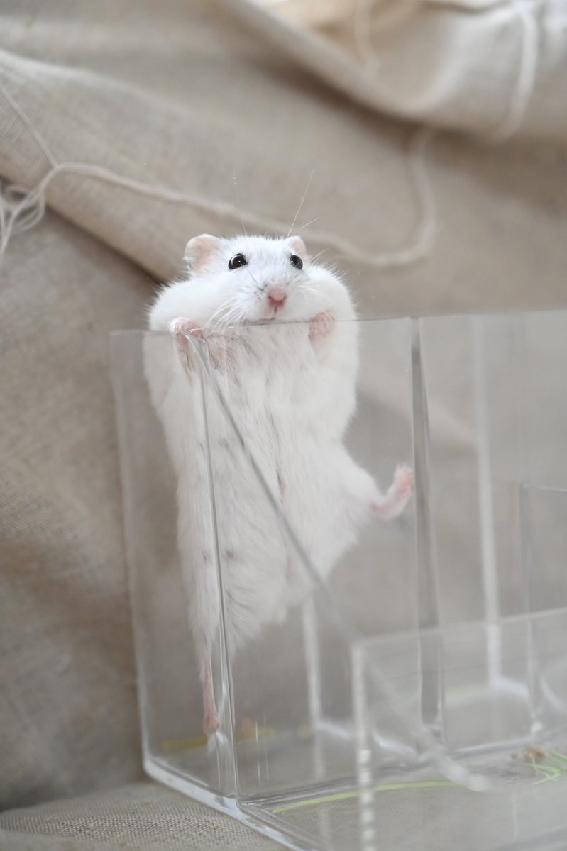 平　ハムスター tweet media