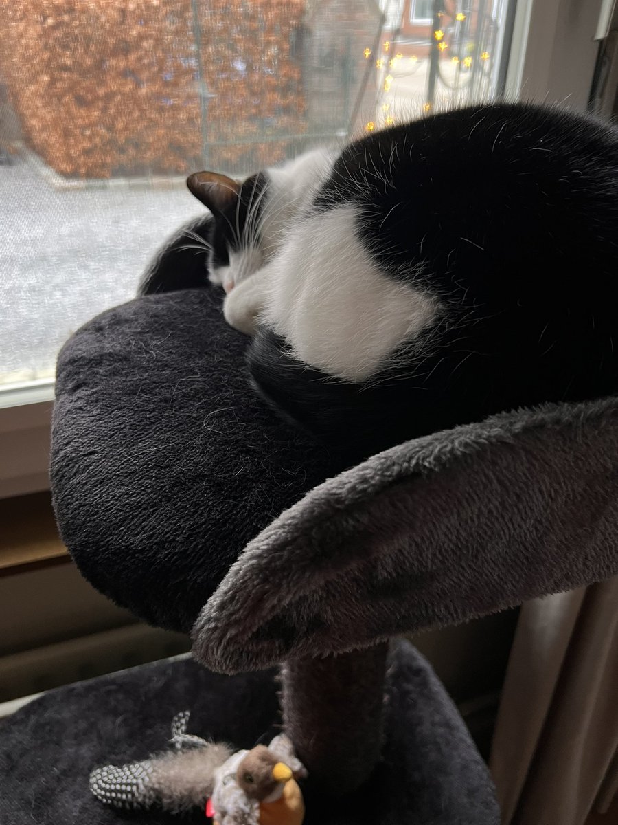 ci31pet's tweet photo. Dit moet toch heerlijk zijn….
#Biyou https://t.co/sQlqMrdGjG