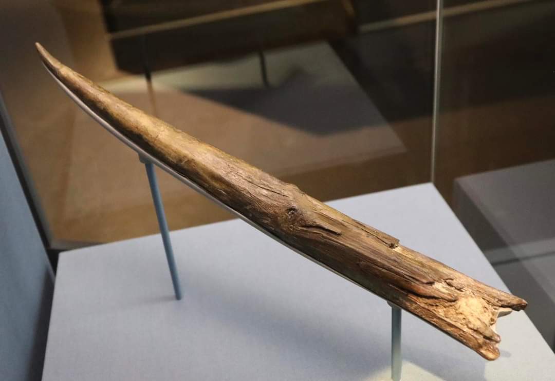 archeohistories's tweet photo. The world"s oldest known spear, the Clacton Spear Point, is 400,000 years old and was probably made by neanderthals in Essex, England. It was discovered in Clacton-on-Sea in 1911. It is oldest known worked wooden implement.

It is made of yew wood, shaped into a point, and when found was 387mm long, 39mm diameter and straight, but drying out during the first decades of storage shrank it to 367 by 37mm, and warped it slightly into a curve. Treatment by wax impregnation in 1952 apparently stabilized it. At some time before this, the last 32mm of the tip had broken off and had been re-attached by conservators. This again came off in 2013 and was re-attached. It is on display at the Natural History Museum, London where its age is stated as 420,000 years. Tests to reproduce it suggested that it had been formed by scraping with a curved flint tool of the type found on the same site, known as Clactonian notch.

The discoverer was Samuel Hazzledine Warren, an amateur pre-historian, who had been looking for simple stone tools in a known Palaeolithic sediment. He at first thought it to be an antler, but presented it to the Geological Society of London as a spear tip.  This identification was generally accepted for some time. However, as it was not a whole spear and the great age meant that it was well before modern humans, many academics doubted that the amount of planning required (to manufacture a spear and use it for hunting) was within the cognitive capabilities of early hominids and argued it was a simpler tool such as a digging stick. However, the discovery of several more complete spears about 300,000 years old, Schöningen Spears in 1995 in Germany, demonstrated this capability, and the Clacton Spear is today generally regarded as a spear point.

Natural History Museum. London

#archaeohistories