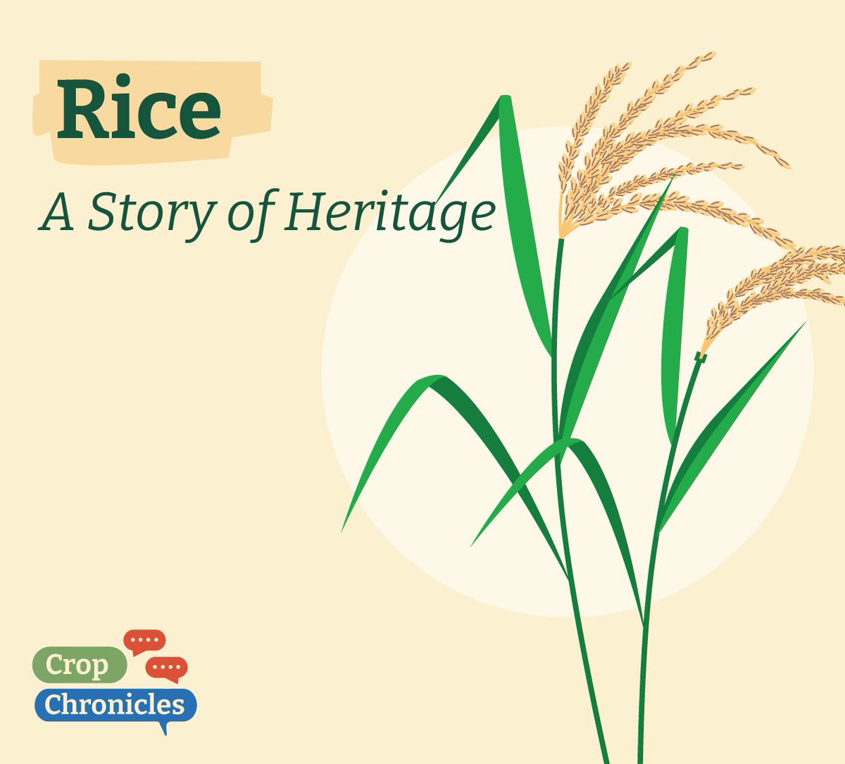 CropTrust's tweet photo. π Rice is more than foodβit's a lifeline for billions. Under the Crop Trust's #BOLDProject, we're boosting #rice resilience to secure a sustainable future. π±
Stronger rice varieties mean stronger communities.
π‘ Learn more: https://t.co/SsnCKOTsBy
#Genebanks #BOLDcwr https://t.co/OPhaNnuYwC