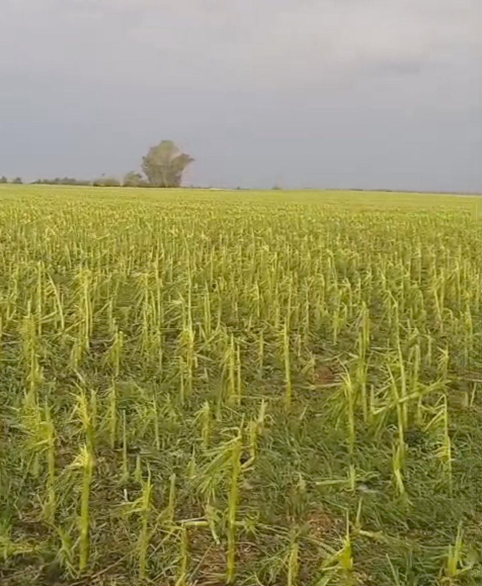 chofri77 tweet media