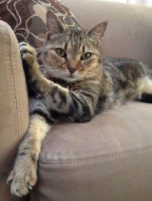 catgirl321's tweet photo. Please can I ask for MASSES special purrs for @danapixie @jim_moody TSK’s heartsore Mom and Dad💔
* EIGHTH * anniversary of deeply loved, darling TSK crossing #OTRB💜🐾
#weeti #ForeverLove #AngelTSK 
#OTRB December 13 2016🌈 https://t.co/IhOxMcDUHY