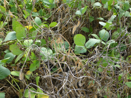 Crop Protection Network tweet media