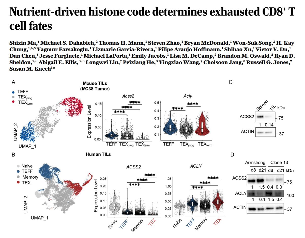 Sarah Ross (@sarah_h_ross) on Twitter photo Out this week <a href="/ScienceMagazine/">Science Magazine</a> by first release: Specific combinations of nutrients and metabolic enzymes determine T cell differentiation via loci-specific histone acetylations.
buff.ly/4gvqKTz
From Shixin Ma, Sue Kaech and colleagues
#Immunology #immunometabolism Out this week <a href="/ScienceMagazine/">Science Magazine</a> by first release: Specific combinations of nutrients and metabolic enzymes determine T cell differentiation via loci-specific histone acetylations.
buff.ly/4gvqKTz
From Shixin Ma, Sue Kaech and colleagues
#Immunology #immunometabolism