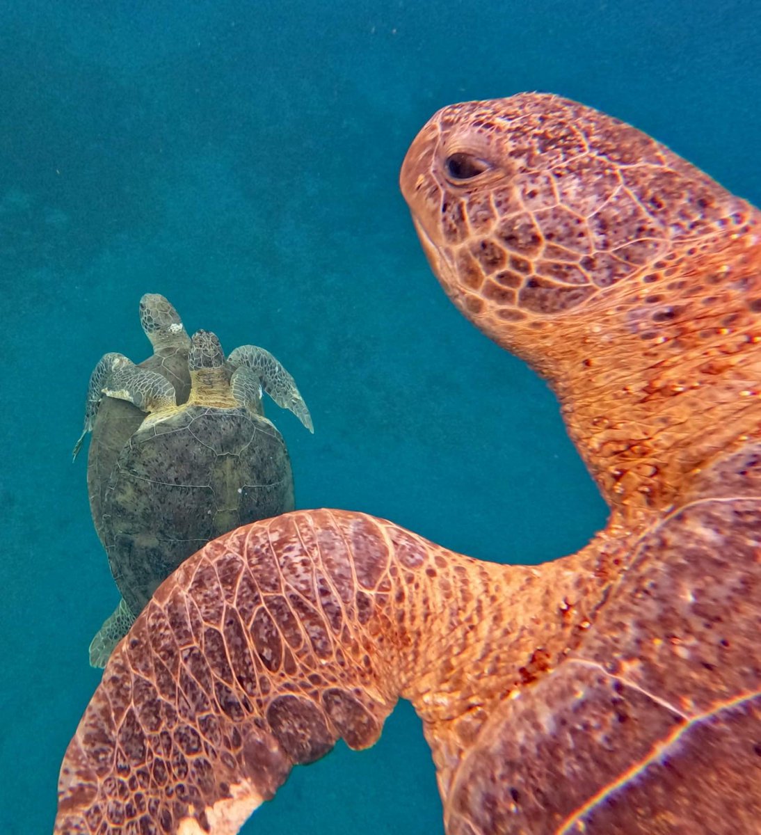 Check out this paper from our <a href="/UKBCFs/">Biodiversity Challenge Funds</a> funded project "A Marine Turtle Action Plan for Montserrat" Photo cred @pb_richardson <a href="/UKinMontserrat/">Governor's Office Montserrat</a> <a href="/Discover_MNI/">Discover Montserrat</a> <a href="/GIUMontserrat/">Government Information Unit Montserrat</a> <a href="/JustSeaTurtles/">Sea Turtles</a> <a href="/mcsuk/">Marine Conservation Society</a> @AmdeepMCS @ExeterMarine <a href="/UKOTCF/">UK Overseas Territories Conservation Forum</a> @BrendanGodley <a href="/Jack__Wiggins/">Jack Wiggins</a> <a href="/UniExeCEC/">University of Exeter CEC</a>