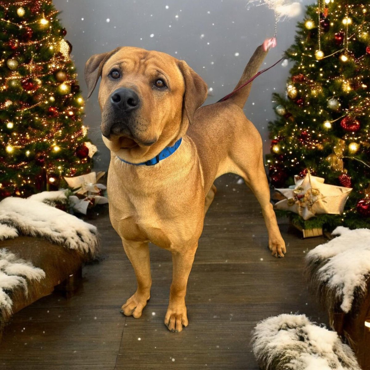 Please retweet to help Enzo find a home #BRAINTREE #ESSEX #UK 
Available for adoption from a council pound✅
Details or apply for Enzo below👇
wallacekennels.com/post/_enzo
Mastiff X - neutered, vaccinated and microchipped, 2 1/2 years old.
Big strong boy who is going to need an