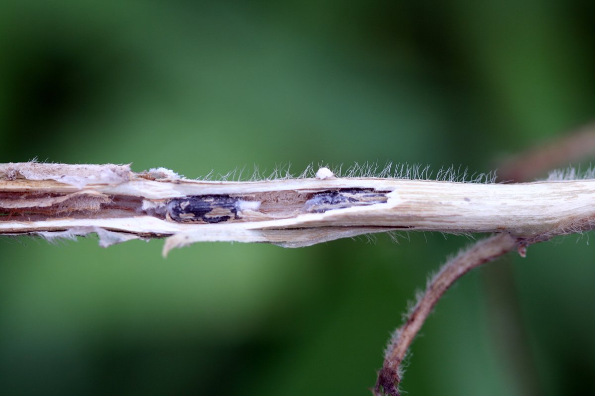 “Our findings demonstrate [white mold] resistant soybean varieties produce substantially fewer and smaller sclerotia compared to susceptible varieties, which can play a crucial role in long-term disease management by limiting the inoculum load in fields.”

From the <a href="/PlantDiseaseJ/">Plant Disease</a>