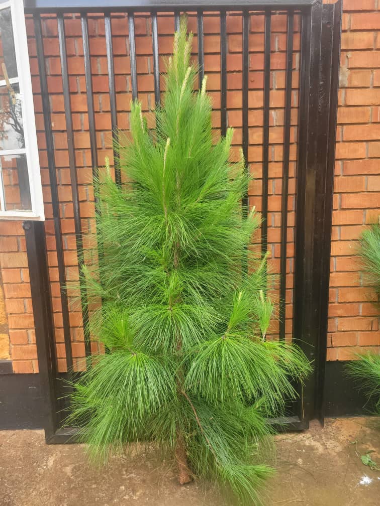 Rays of Hope Hospice Jinja Official tweet media