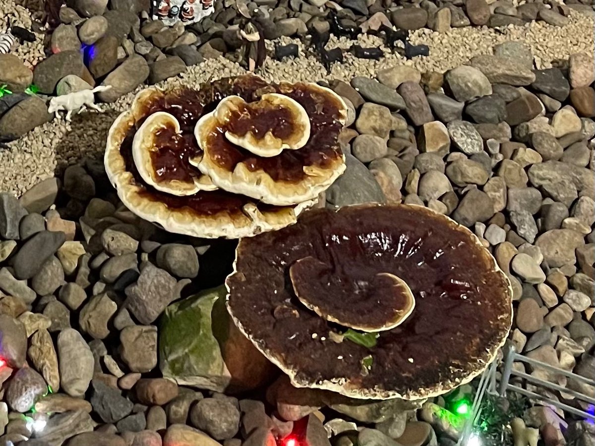VerinnS's tweet photo. Hola @Fungi_Cosas estás bellezas que son? https://t.co/kM7TLNf1Ao