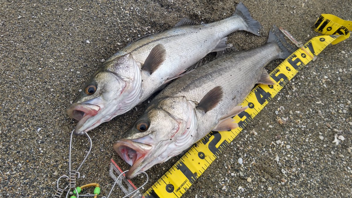 TaroTaro_2720's tweet photo. 本日の釣果！
かつてない頻度で釣りに行き釣果を出し続けています。
（しかも真昼間！誰か褒めて！）
そのうち動画にします。
（https://t.co/cPttjmDvun）
#釣り #釣り好きな人と繋がりたい #シーバス #reath https://t.co/GqTzJIf06o