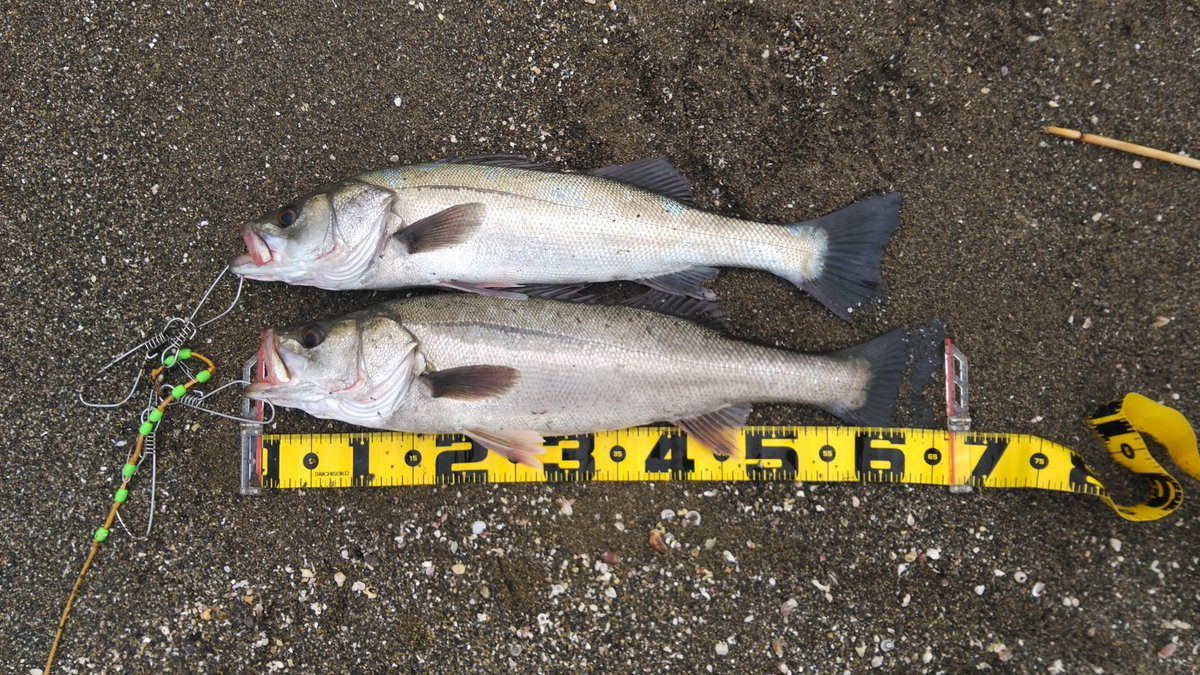TaroTaro_2720's tweet photo. 本日の釣果！
かつてない頻度で釣りに行き釣果を出し続けています。
（しかも真昼間！誰か褒めて！）
そのうち動画にします。
（https://t.co/cPttjmDvun）
#釣り #釣り好きな人と繋がりたい #シーバス #reath https://t.co/GqTzJIf06o