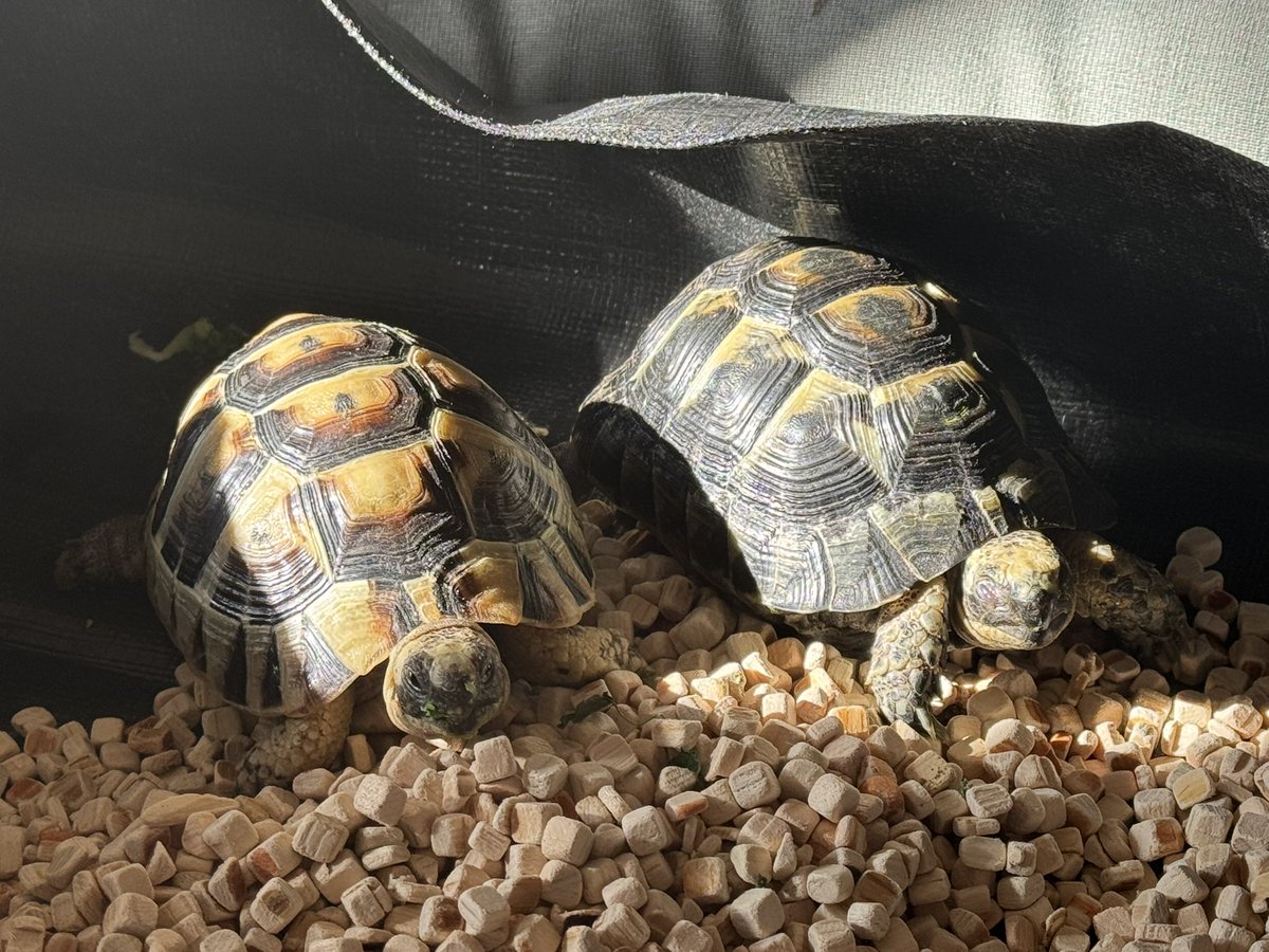 angel_cap77's tweet photo. リクガメを飼い始めてはや　3ヶ月
12月4日に　新しいリクガメを迎えました
仲良しです。 https://t.co/q4OeG6F2Pg
