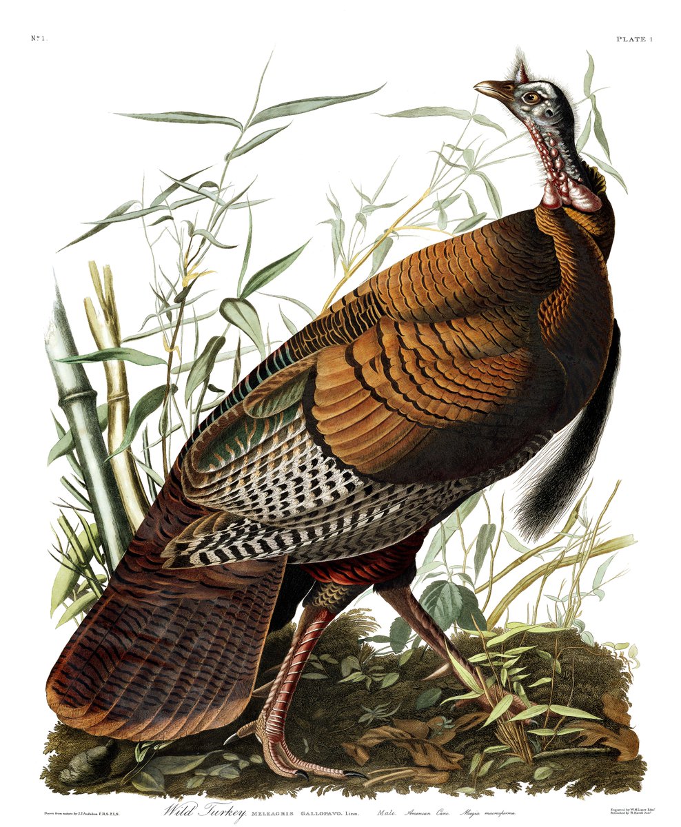 visionocturna_'s tweet photo. "Wild Turkey - Plate 1 of Birds of America" -  John James Audubon (1827-1838). In collection of: Audubon Society @audubonsociety, Montgomery County, PA @montco_pa, John James Audubon Center @JJAC_Millgrove. #art #painting #illustration #watercolors #birds #america #birdsofamerica https://t.co/BngVytvcgD