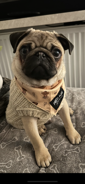 nascaroline's tweet photo. @sacha_coward My wee guy Brisket says Hi! My very own wee Foo dog. https://t.co/x56lDy9pBc