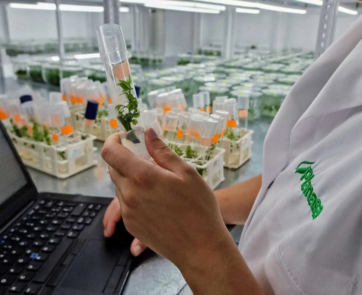 planasa_group's tweet image. Innovation is part of our DNA. That is why at #Planasa is committed to varietal R&amp;amp;D as the basis for the successful #breeding of unique #varieties. 🌱

Our R&amp;amp;D #teamworks with the firm intention of boosting our #production in an efficient and #sustainable way. 🙌💚

#agriculture