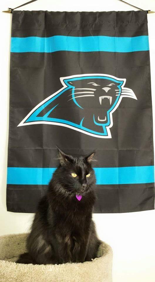 lyto73's tweet photo. Happy #FridayThe13th!
Just a reminder that black cats are amazing!
#RIPSimba https://t.co/bCXW5Z6YqY