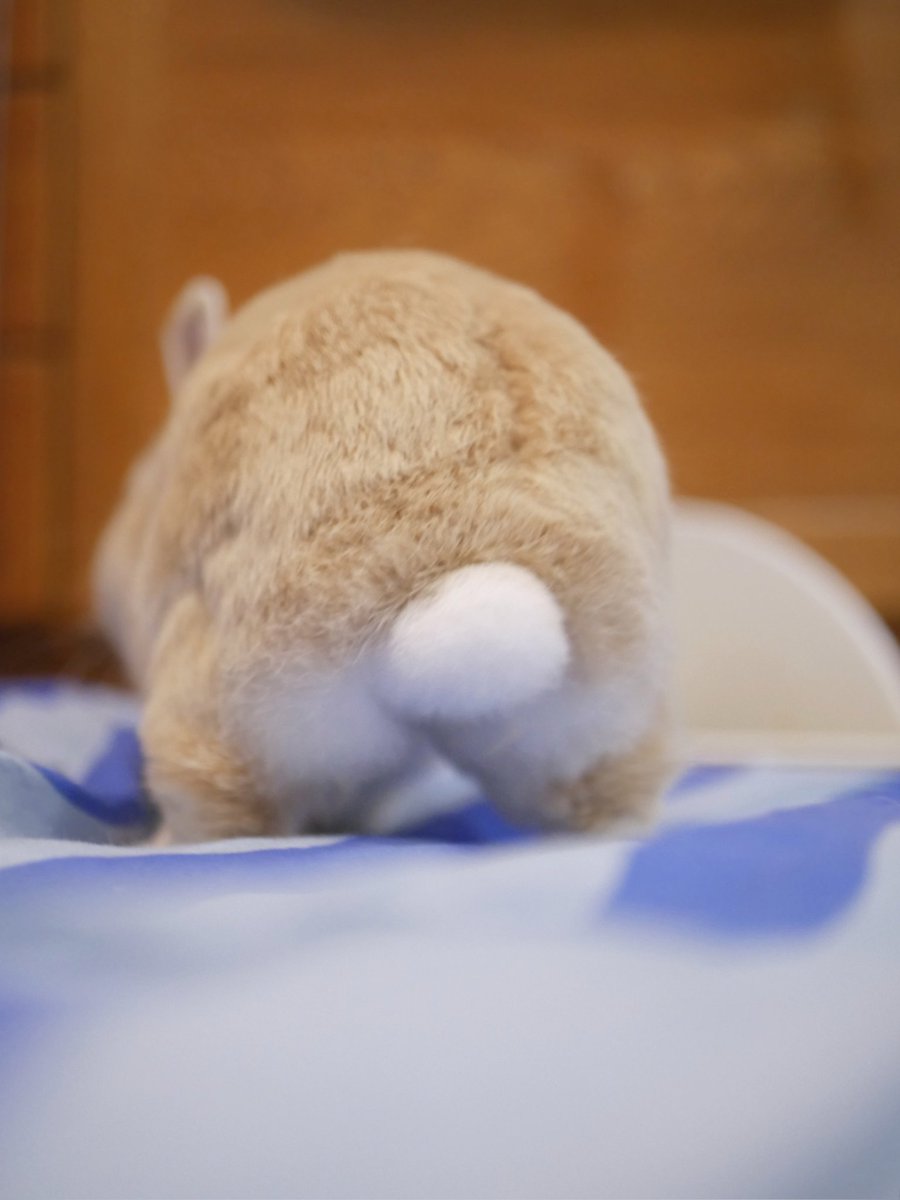 しっぽまんまるちゃん○