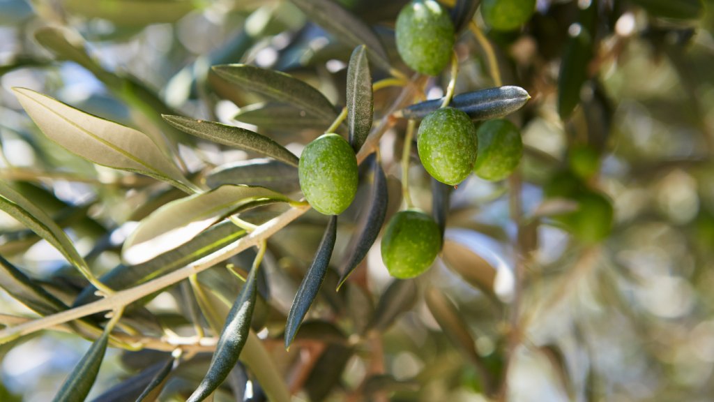 🚀 [PRACTICE ABSTRACT] The legal and regulatory status of PPPs applied to grapevines and olive groves.

Read more: cutt.ly/ceVSPLvM

#innovations #sustainableagriculture #Pesticides