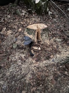 NectonFS's tweet image. The recent winds did not do too much damage to our site, we did unfortunately loose a Silver Birch.  Giving us time to think about what happens to the base, the home and food source it might become for insects and the continuous cycle of life in the forest.