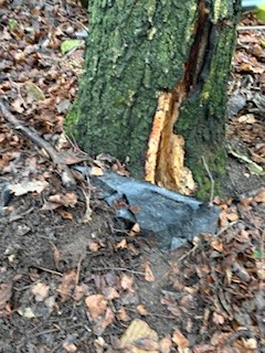 NectonFS's tweet image. The recent winds did not do too much damage to our site, we did unfortunately loose a Silver Birch.  Giving us time to think about what happens to the base, the home and food source it might become for insects and the continuous cycle of life in the forest.