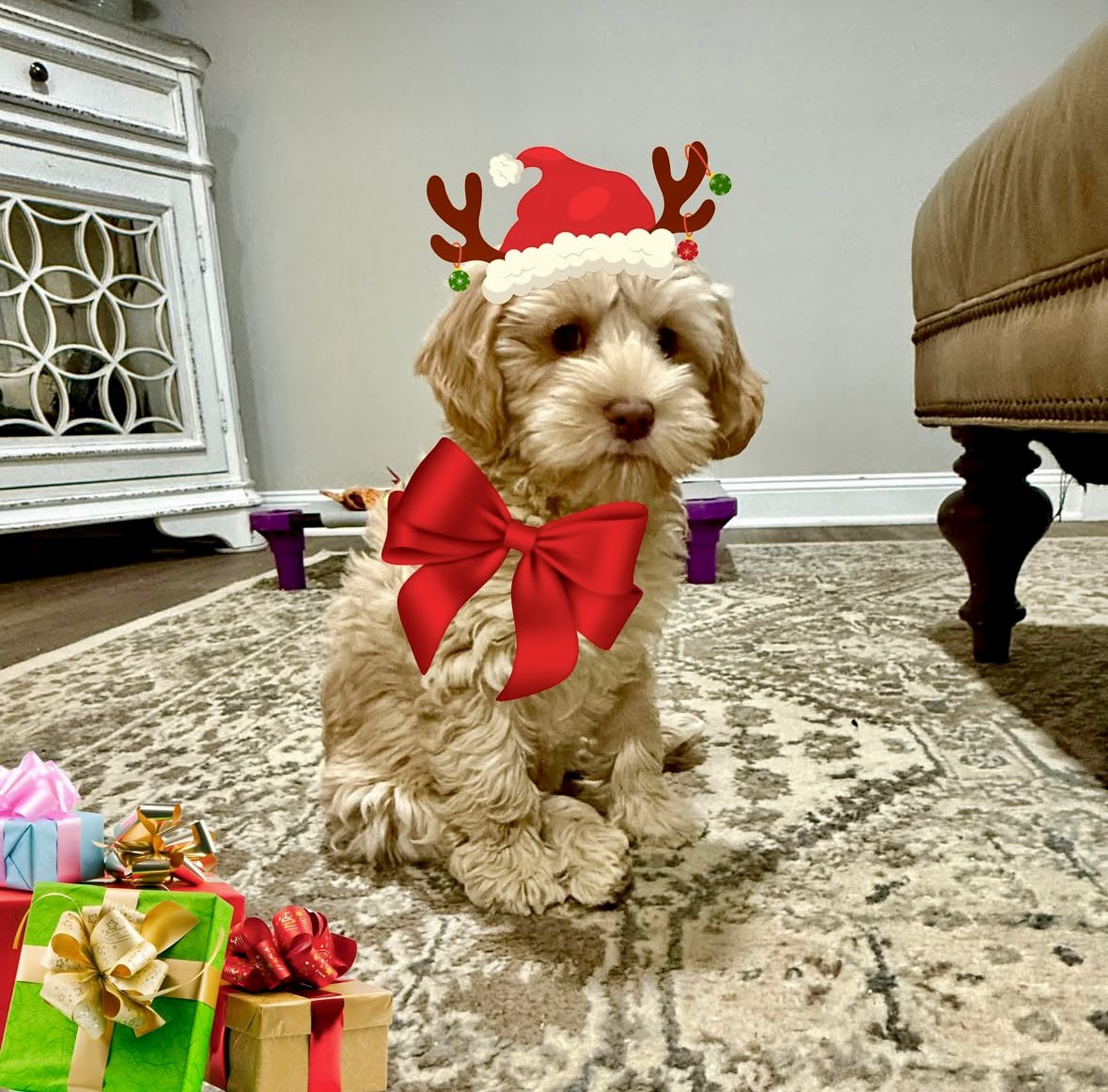 HMLabradoodles's tweet photo. All I want for Christmas is YOU! 🎄🐾 This little reindeer-in-training is ready to sleigh hearts this holiday season. Is your family ready for the ultimate gift of joy? DM us for info.🎁✨
.
#MerryDoodleChristmas #LabradoodleLove #HolidayMagic #FamilyCompanion #PuppyBreath https://t.co/YQes8dPUbA