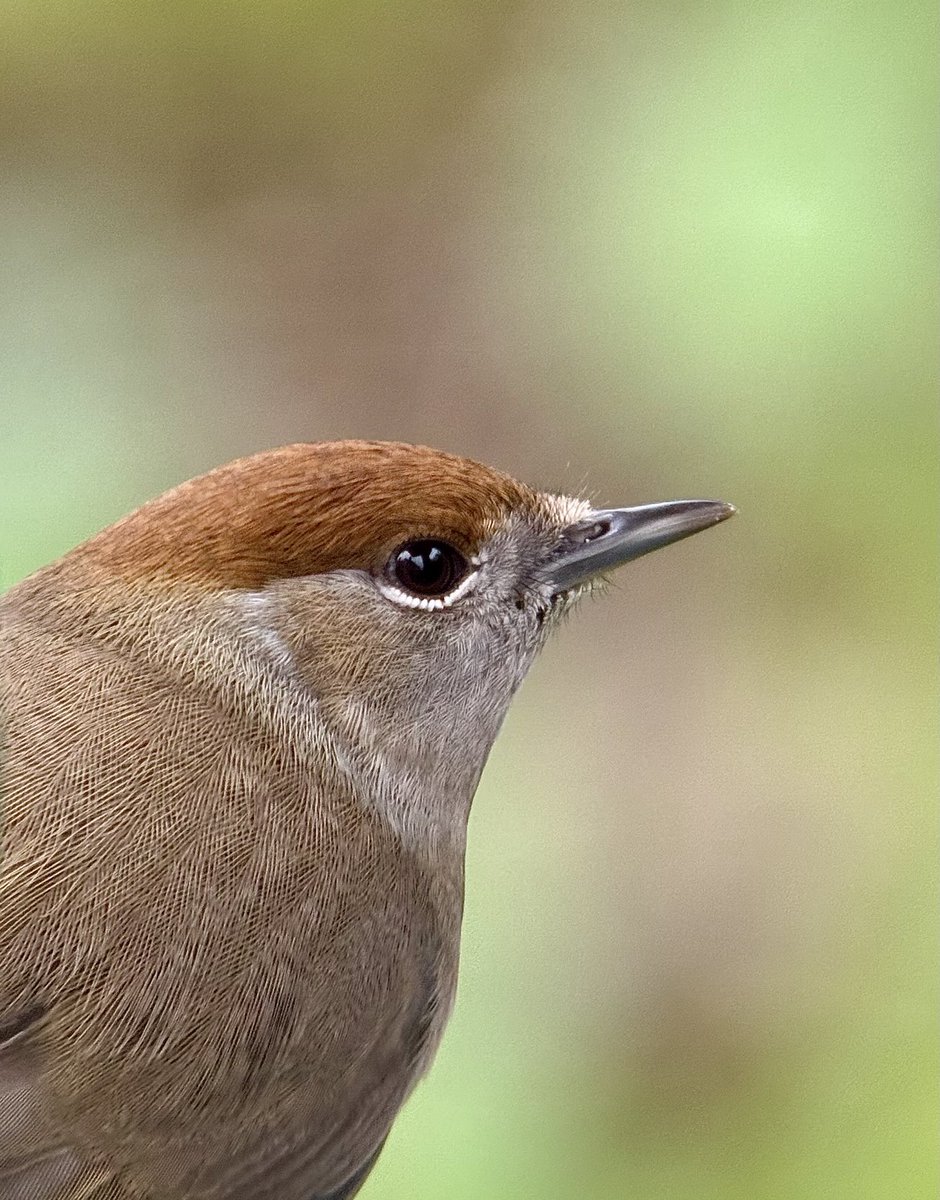 Sheep’s Head Nature tweet media