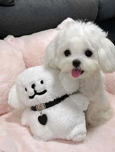 💖 (@twaniimals) on Twitter photo 