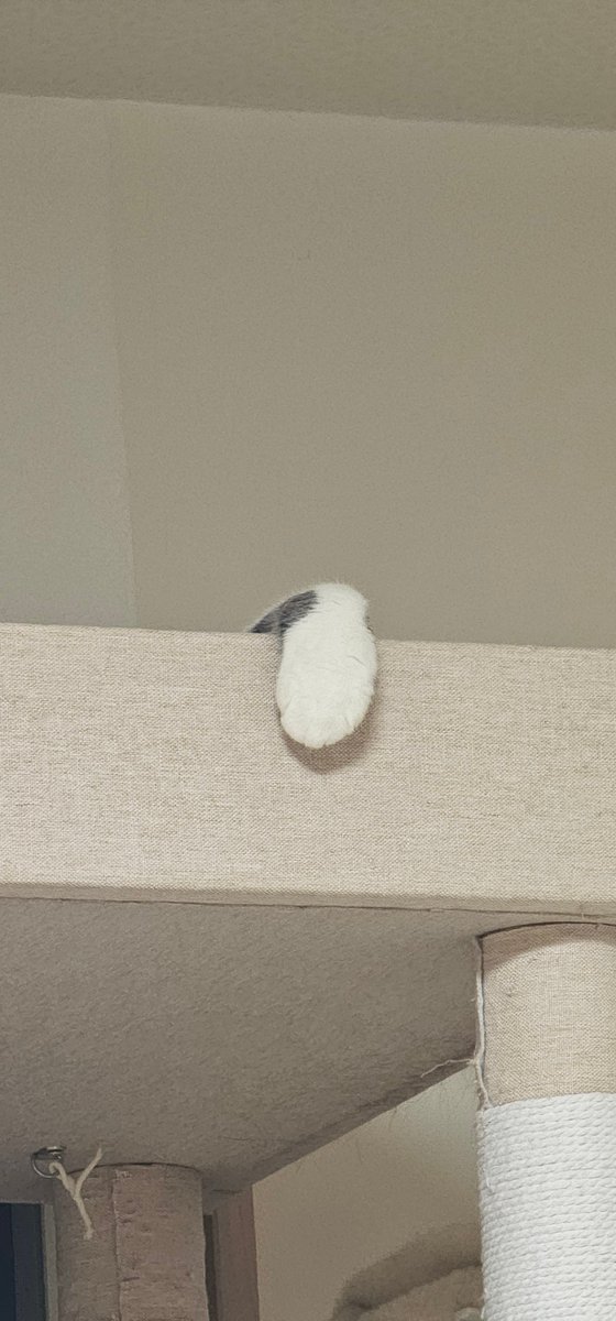 cats_ararnr's tweet photo. おてて！

 #猫  #ねこ  #猫写真   #猫好きさんと繋がりたい https://t.co/zaWkfesY7x
