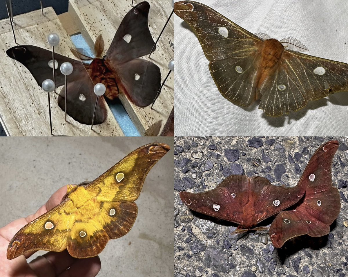 今季、目に留まったウスタビガたち。
豪雪地帯〜低地
黒化型 G3 alt1100m 岐阜県白川村
暗色型 alt210m 岐阜県美濃加茂市
黄色系ツートンalt10m 石川県加賀市
真紅型 alt850m 富山県中新川郡