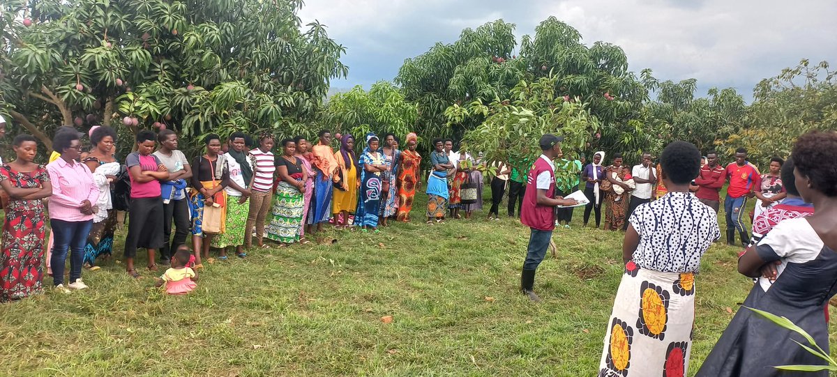 YEAN_Agro's tweet photo. Ku bufatanye na @RwandaAgriBoard , bintuze mu mushinga wa #YEFFA, mu guteza imbere ubuhinzi bugezweho mu rubyiruko, kuwa 12/12/2024 muri @NyagatareDistr abahinzi 82 bakoze urugendoshuri basura ibikorwa bya RAB biga gukora ubuhinzi bw'imbuto no ku bindi bitandukanye nka Soya, amashaza, ibishyimbo, ibigori n'ubunyobwa.
Basobanuriwe uko igihingwa kitabwaho kuva gitewe kugeza gisaruwe n’amoko.
