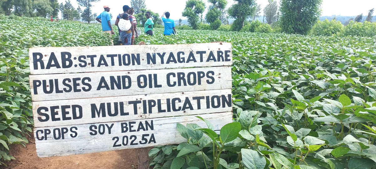 YEAN_Agro's tweet photo. Ku bufatanye na @RwandaAgriBoard , bintuze mu mushinga wa #YEFFA, mu guteza imbere ubuhinzi bugezweho mu rubyiruko, kuwa 12/12/2024 muri @NyagatareDistr abahinzi 82 bakoze urugendoshuri basura ibikorwa bya RAB biga gukora ubuhinzi bw'imbuto no ku bindi bitandukanye nka Soya, amashaza, ibishyimbo, ibigori n'ubunyobwa.
Basobanuriwe uko igihingwa kitabwaho kuva gitewe kugeza gisaruwe n’amoko.