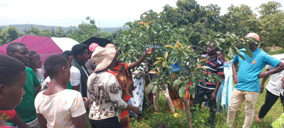YEAN_Agro's tweet photo. Ku bufatanye na @RwandaAgriBoard , bintuze mu mushinga wa #YEFFA, mu guteza imbere ubuhinzi bugezweho mu rubyiruko, kuwa 12/12/2024 muri @NyagatareDistr abahinzi 82 bakoze urugendoshuri basura ibikorwa bya RAB biga gukora ubuhinzi bw'imbuto no ku bindi bitandukanye nka Soya, amashaza, ibishyimbo, ibigori n'ubunyobwa.
Basobanuriwe uko igihingwa kitabwaho kuva gitewe kugeza gisaruwe n’amoko.