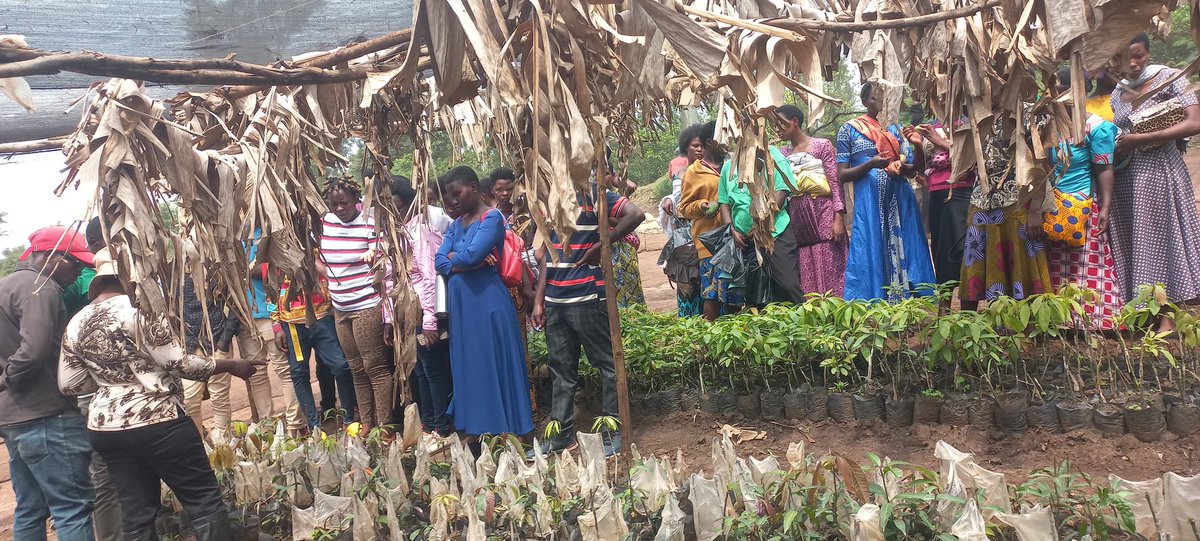 YEAN_Agro's tweet photo. Ku bufatanye na @RwandaAgriBoard , bintuze mu mushinga wa #YEFFA, mu guteza imbere ubuhinzi bugezweho mu rubyiruko, kuwa 12/12/2024 muri @NyagatareDistr abahinzi 82 bakoze urugendoshuri basura ibikorwa bya RAB biga gukora ubuhinzi bw'imbuto no ku bindi bitandukanye nka Soya, amashaza, ibishyimbo, ibigori n'ubunyobwa.
Basobanuriwe uko igihingwa kitabwaho kuva gitewe kugeza gisaruwe n’amoko.