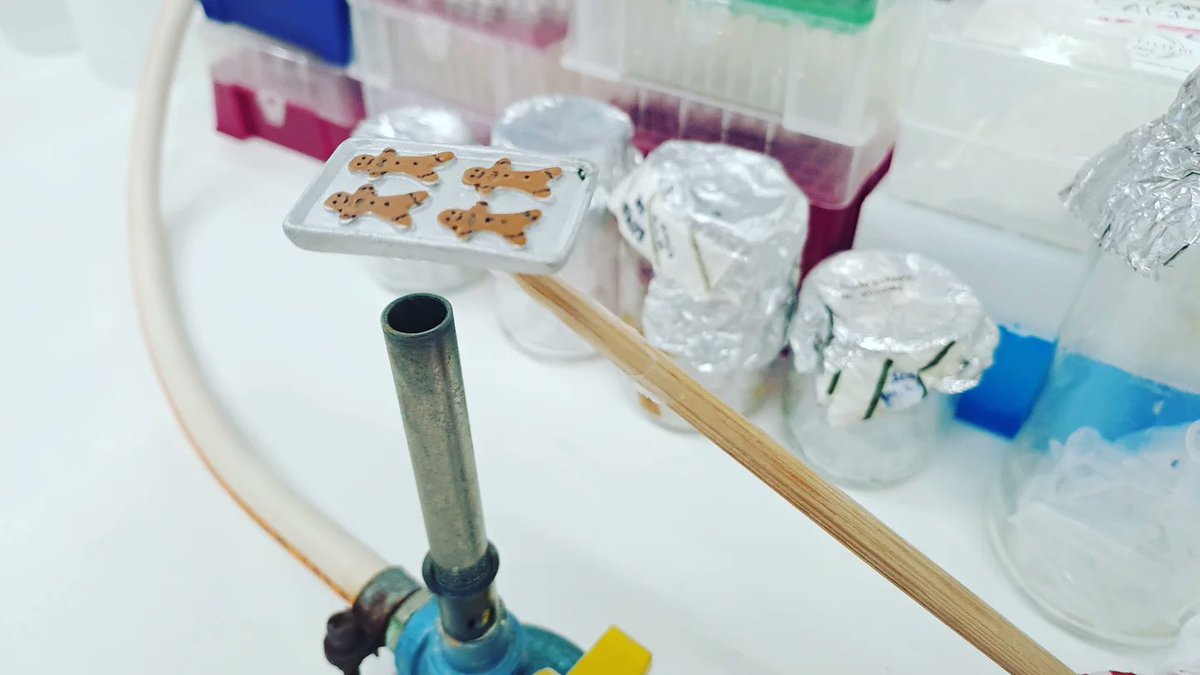 CarinaCrucho's tweet photo. Our Elf is getting festive in the lab - cooking up some gingerbread cookies on a bunsen burner! 🎄🍪 Safety first, of course - he’s rocking a lab coat! 🧪🔥 #ElfInTheLab #HolidayBaking #LabLife #elfonashelf #christmas #elfontheshelf #elvesbehavingbadly https://t.co/Is3CSV81xK