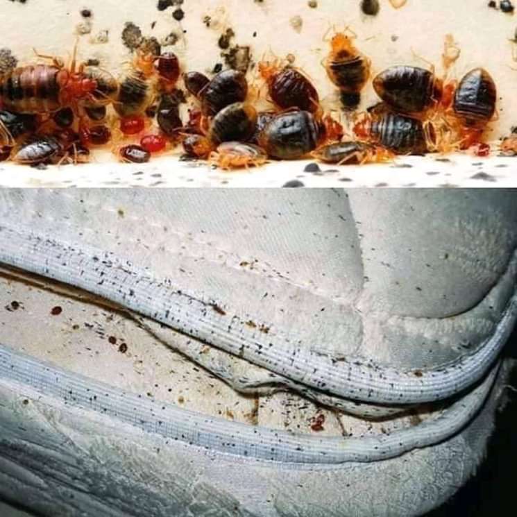 OmulakoMoses's tweet photo. Rooting up for Chemicide Sprays!
Dealers in; #bedbugs, #cockraches, #wasps, and many other home #insects and #pesrs. https://t.co/nEzSk3ZXTE