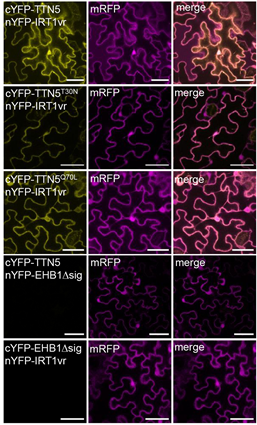 J Cell Science (@j_cell_sci) on Twitter photo Inga Mohr, Petra Bauer <a href="/Petra_Bauer_PB/">Petra Bauer</a>, Rumen Ivanov and colleagues <a href="/HHU_de/">Heinrich-Heine-Universität Düsseldorf</a> find that TTN5 links iron homeostasis and vesicle trafficking in plants.
Highlight: journals.biologists.com/jcs/article/13…
Article: journals.biologists.com/jcs/article/13… Inga Mohr, Petra Bauer <a href="/Petra_Bauer_PB/">Petra Bauer</a>, Rumen Ivanov and colleagues <a href="/HHU_de/">Heinrich-Heine-Universität Düsseldorf</a> find that TTN5 links iron homeostasis and vesicle trafficking in plants.
Highlight: journals.biologists.com/jcs/article/13…
Article: journals.biologists.com/jcs/article/13…