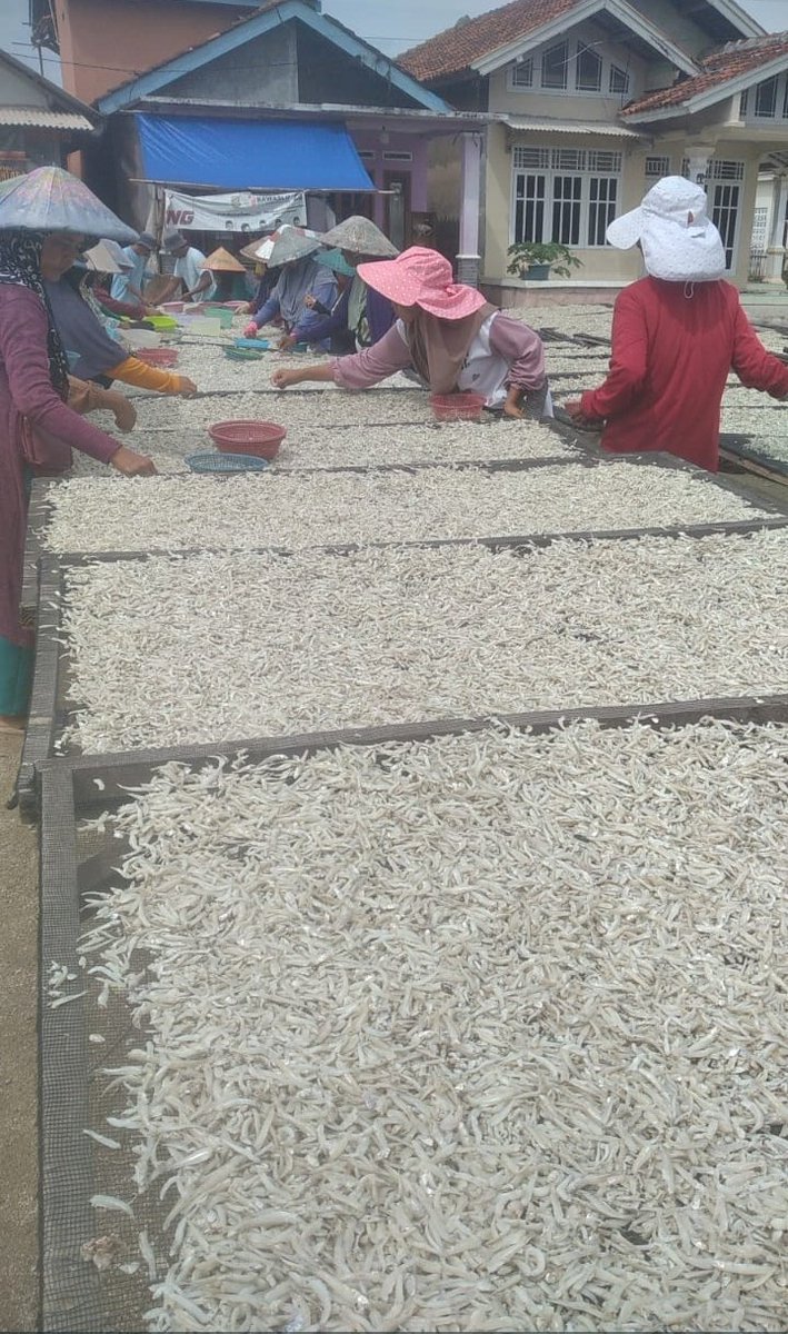 irwan_jan's tweet photo. Rabu(11/12/2024)Irwandi Luhkan Kota B.Lampung, Hendrik Poklahsar Waluya Kel.Kota Karang Kec.T.B.Timur,produksi teri asin 315 kg,harga 50-100rb/kg
 #GiatLuhkanSatminkalBRPPUPP
#BandarLampung
#luhlapor
#produksi
@pusluh_bppsdm
@ipkanilampung
@bppsdm_brppupp
@Ditjen_PDSPKP https://t.co/O40ERly5Ed