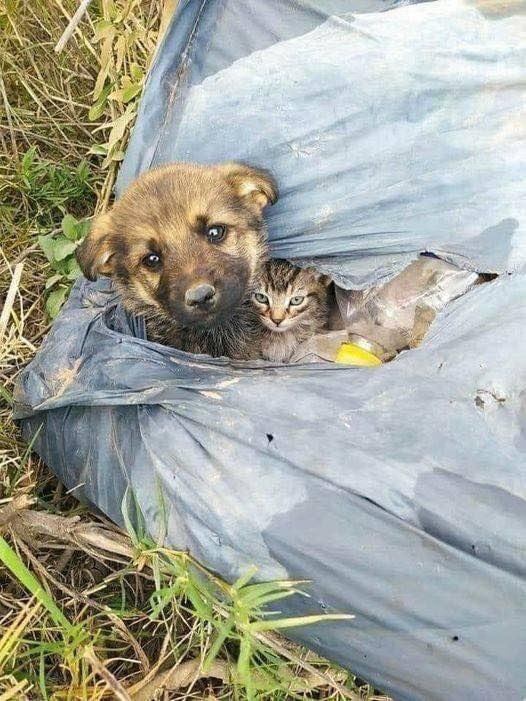 FLOOD

Evde kedi köpek besleyenlere çemkirmeden evvel bilmeniz gereken 15 gerçek..